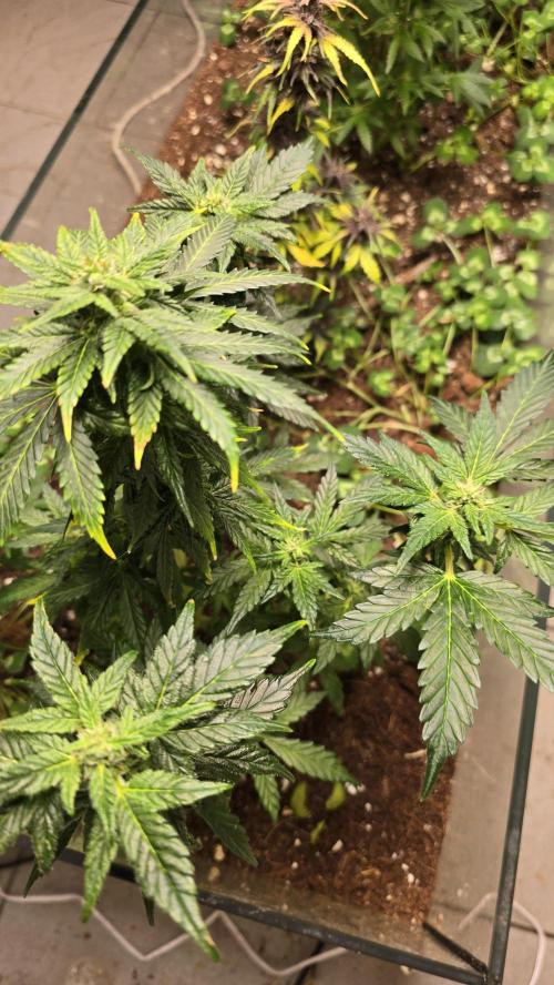 Forbidden fruit Automatic. Week 8