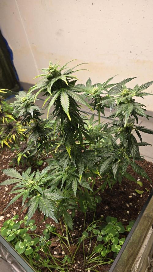 Forbidden fruit Automatic. Week 8