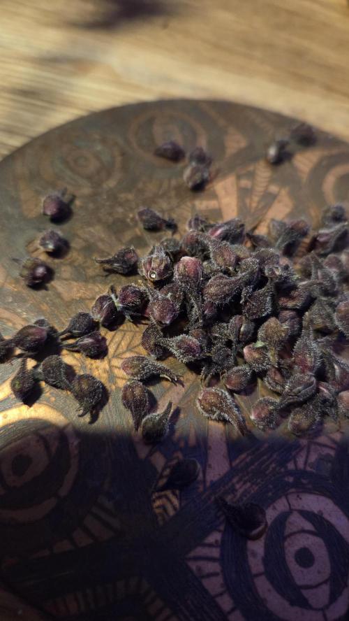 CBD Auto Blackberry Kush. Week 10