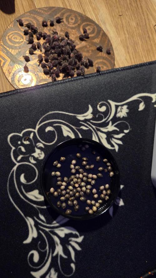 CBD Auto Blackberry Kush. Week 10