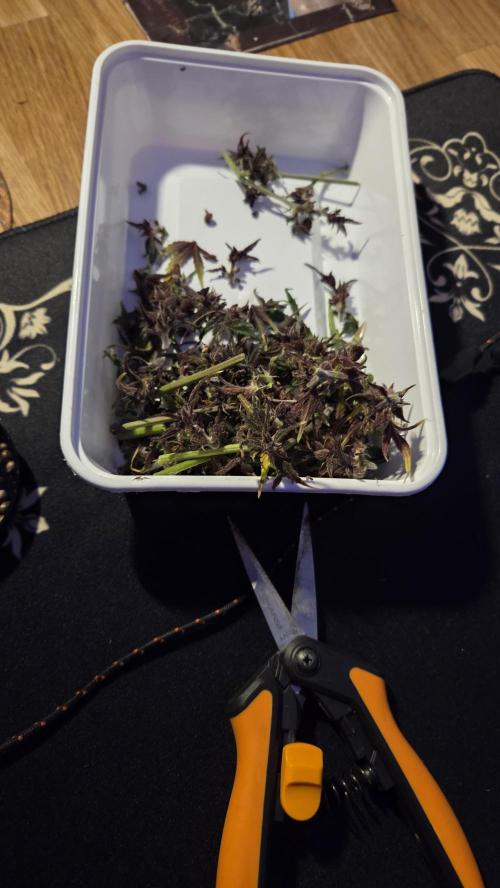 CBD Auto Blackberry Kush. Week 10