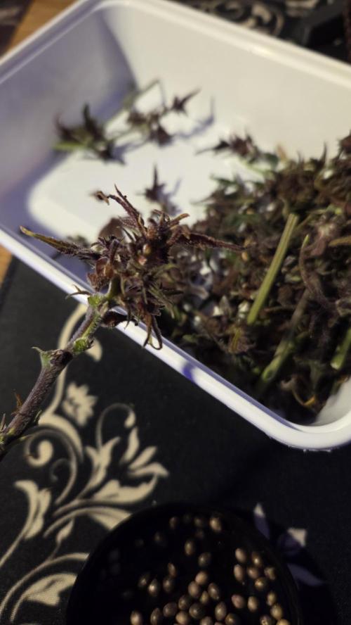 CBD Auto Blackberry Kush. Week 10