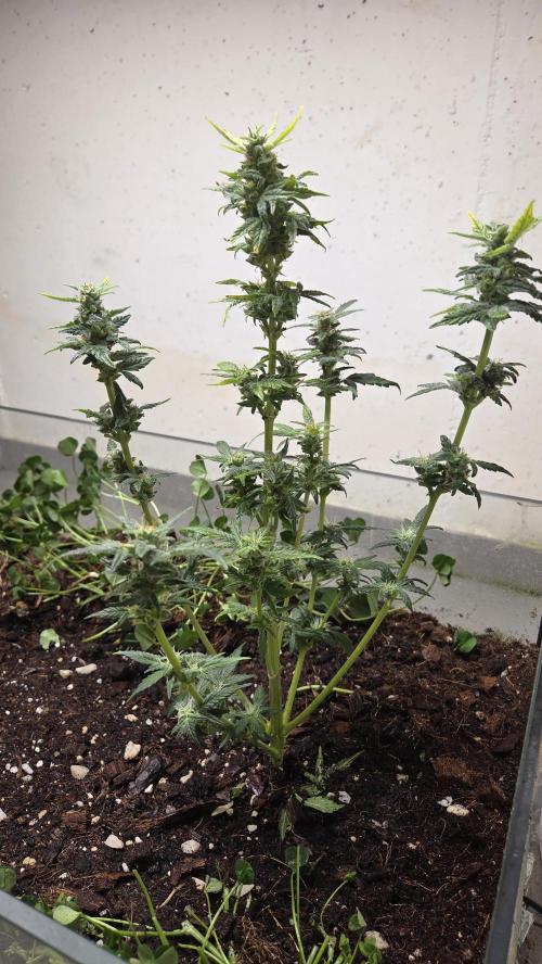 Forbidden fruit Automatic. Week 9