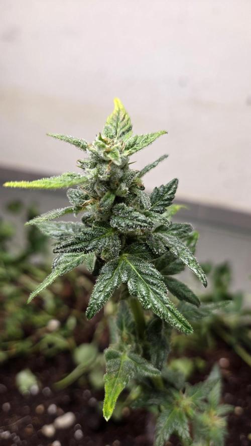 Forbidden fruit Automatic. Week 9