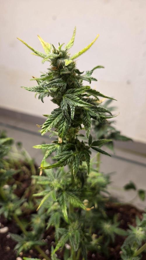 Forbidden fruit Automatic. Week 9