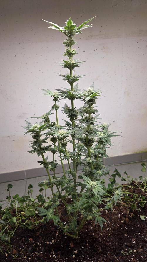 Humboldt purpz. Week 10