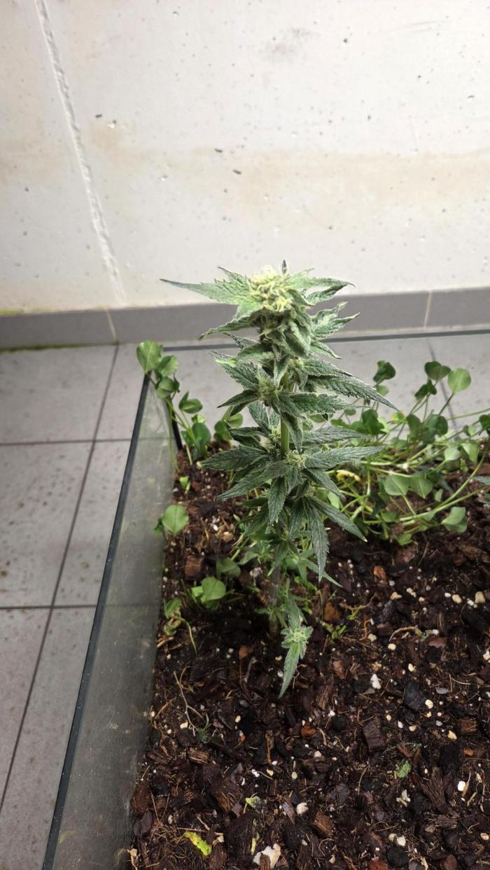 purple haze. Week 15