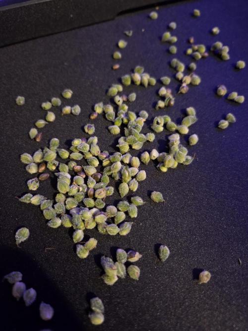 Forbidden fruit Automatic. Week 10