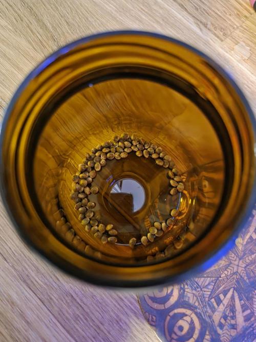 Forbidden fruit Automatic. Week 10