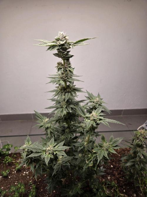 Humboldt purpz. Week 11