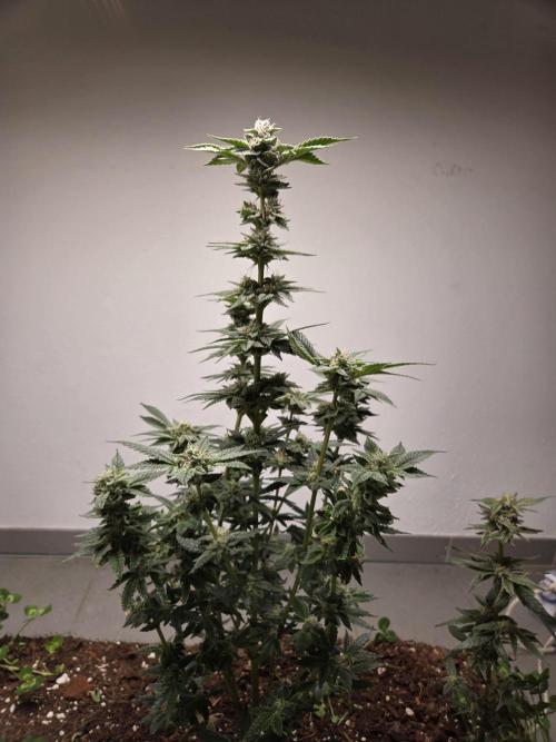 Humboldt purpz. Week 11