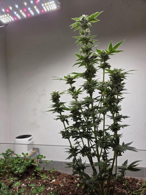 Humboldt purpz. Week 11