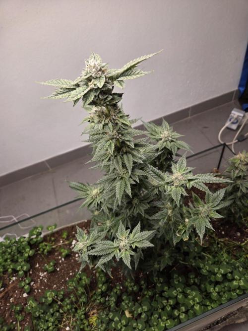 Humboldt purpz. Week 11