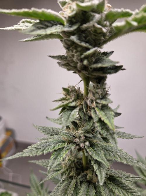 Humboldt purpz. Week 11