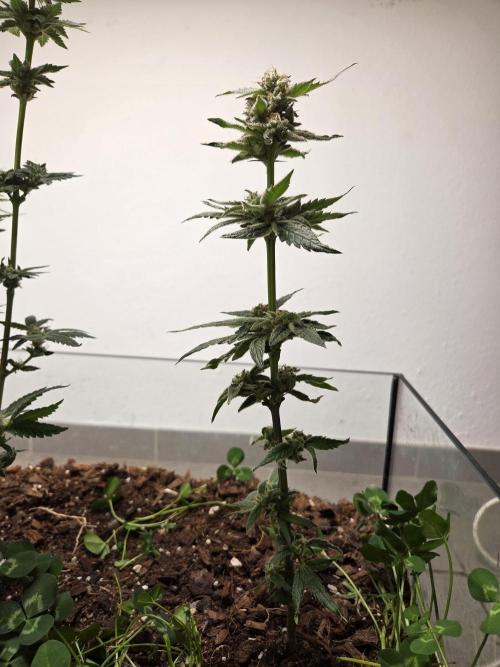 purple haze. Week 16