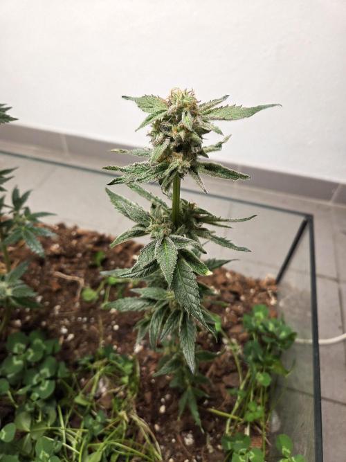 purple haze. Week 16