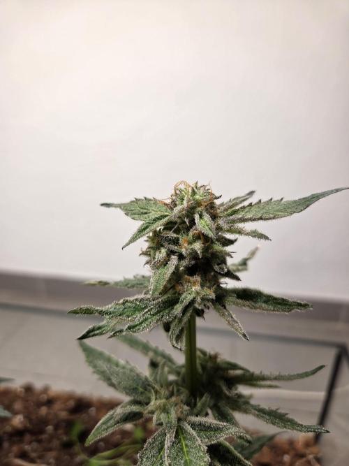 purple haze. Week 16