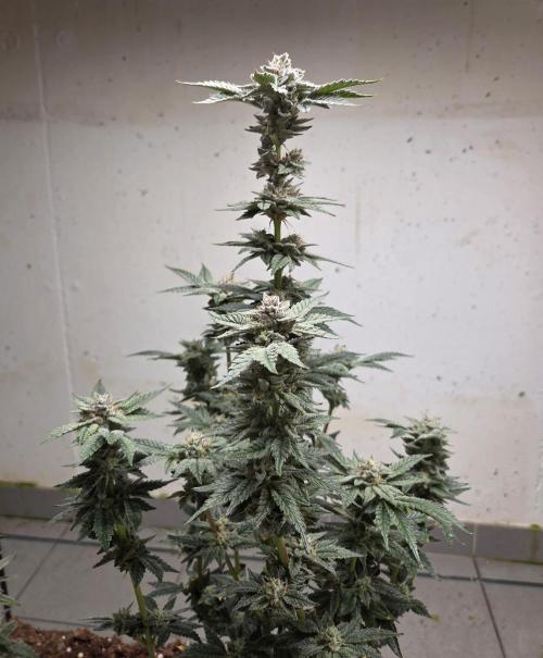 Humboldt purpz. Week 12