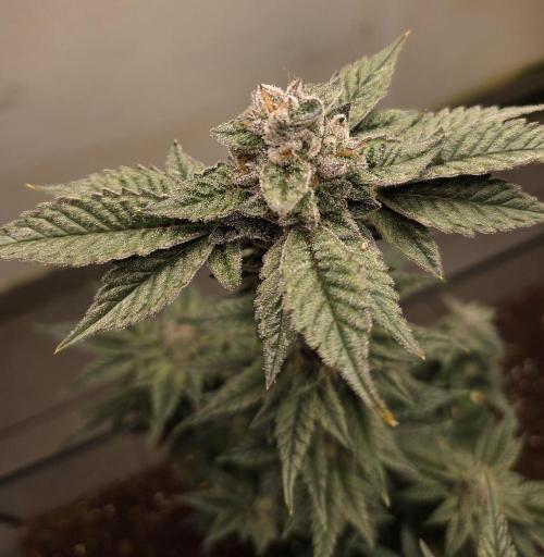 Humboldt purpz. Week 12