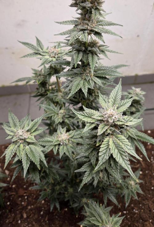 Humboldt purpz. Week 12