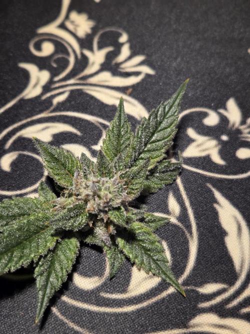 Humboldt purpz. Week 13