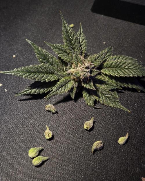 Humboldt purpz. Week 13