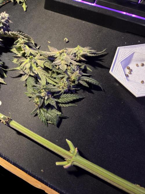 Humboldt purpz. Week 13