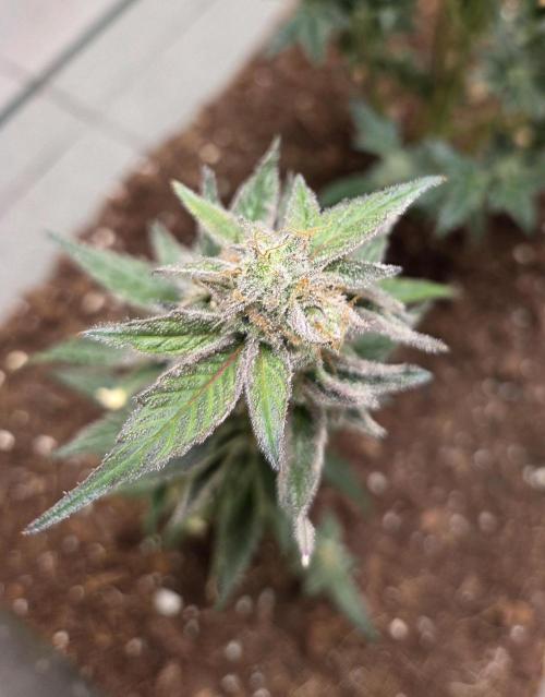 purple haze. Week 17