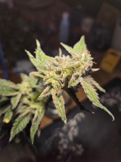 purple haze. Week 18