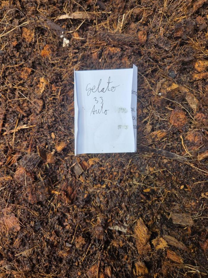 Gelato 33 auto. Week 0