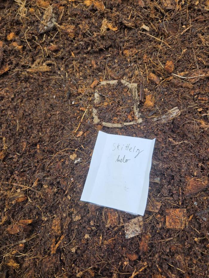 Zkittlez Auto. Week 0