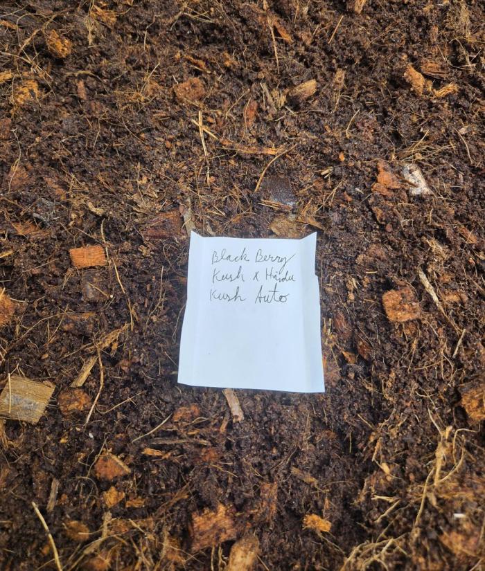 Blackberry × Hindu kush auto cros. Week 0