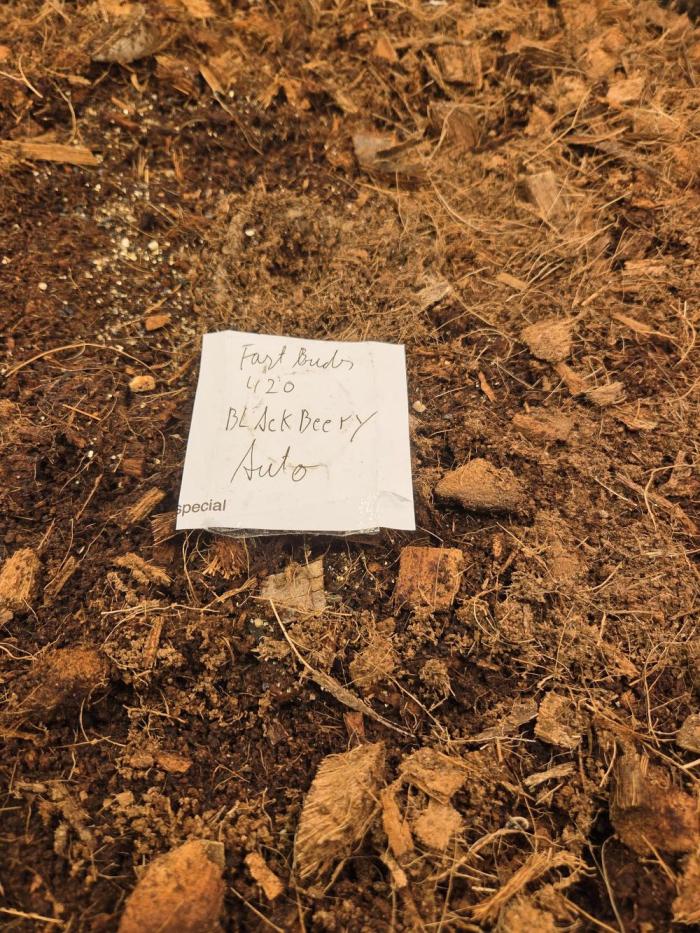 Blackberry auto. Week 0