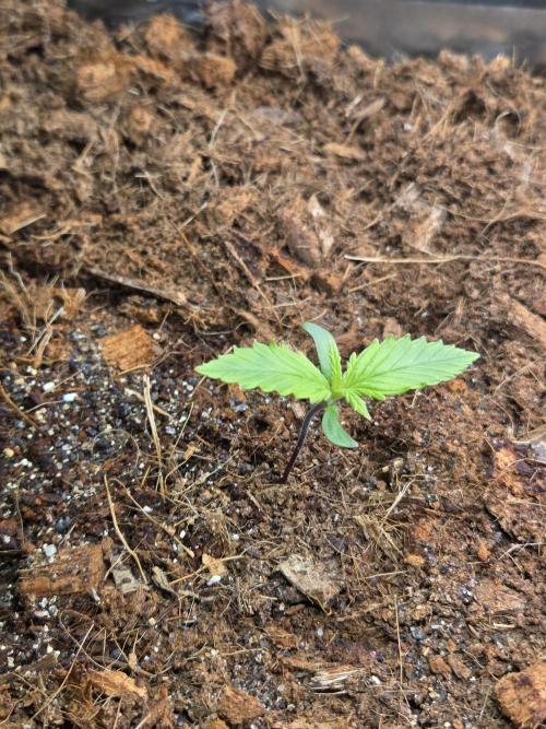 Blackberry × Hindu kush auto cros. Week 1