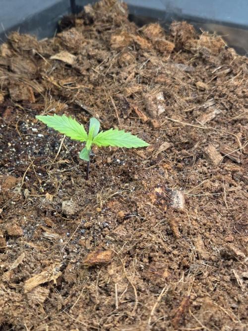 Blackberry × Hindu kush auto cros. Week 1