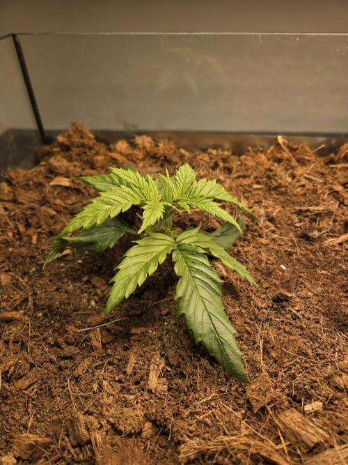 Blackberry × Hindu kush auto cros. Week 2