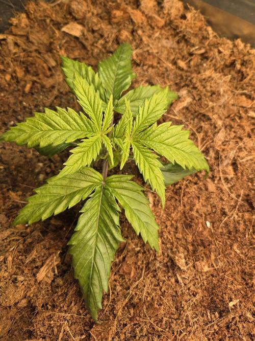 Blackberry × Hindu kush auto cros. Week 2