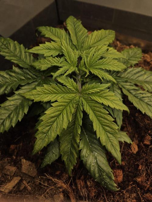 Blackberry auto × Hindu kush cros. Week 3