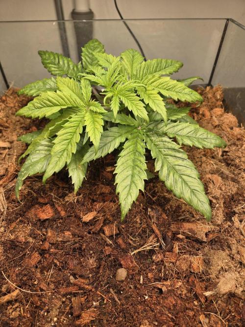 Blackberry auto × Hindu kush cros. Week 3