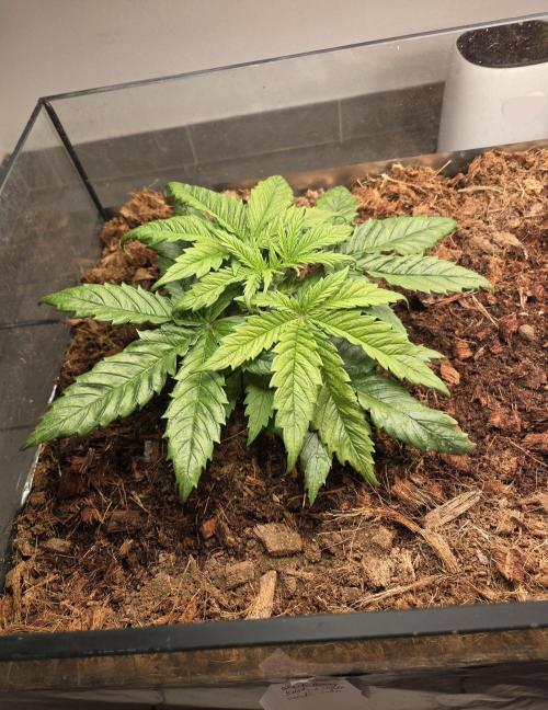 Blackberry auto × Hindu kush cros. Week 3