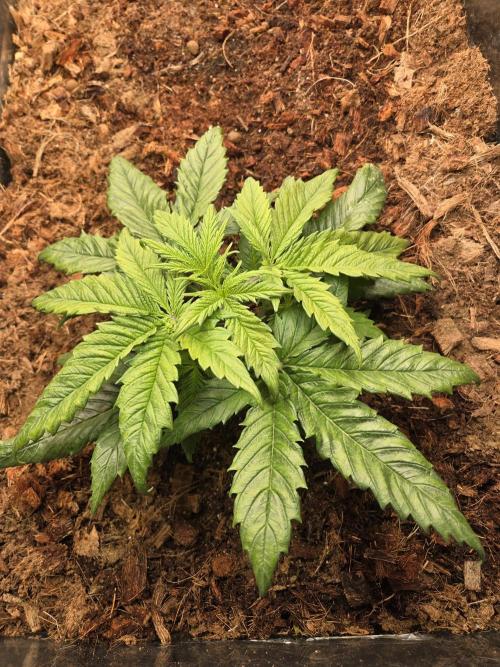 Blackberry auto × Hindu kush cros. Week 3