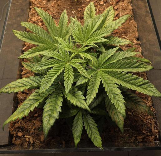 Blackberry auto × Hindu kush cros. Week 4
