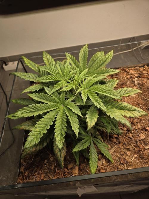 Blackberry auto × Hindu kush cros. Week 4