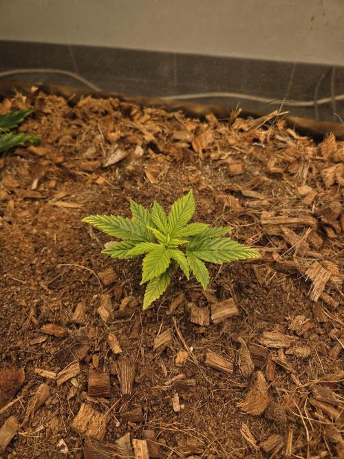 Blackberry auto. Week 2