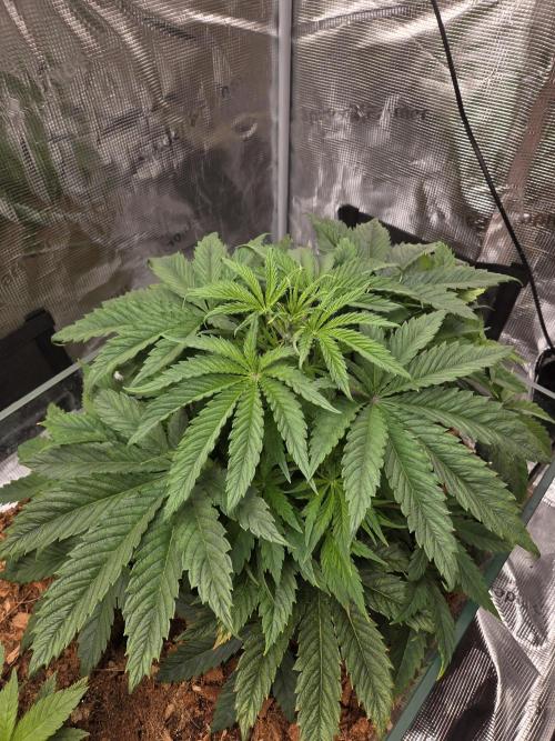 Blackberry auto × Hindu kush cros. Week 5