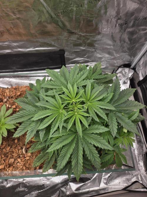 Blackberry auto × Hindu kush cros. Week 5