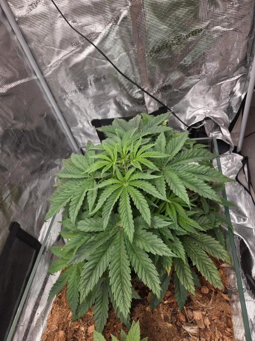 Blackberry auto × Hindu kush cros. Week 5