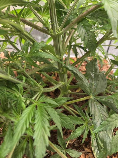 Blackberry auto × Hindu kush cros. Week 5