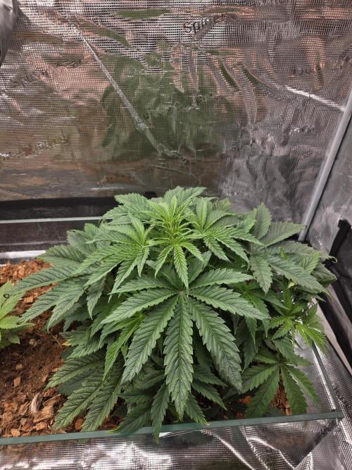 Blackberry auto × Hindu kush cros. Week 5