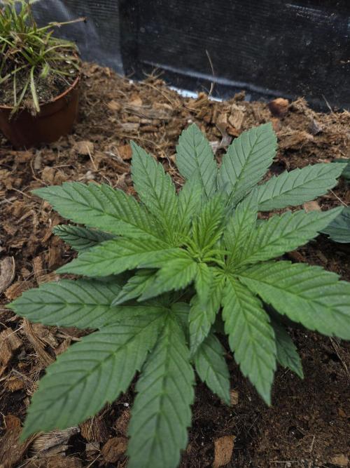 Blackberry auto. Week 3